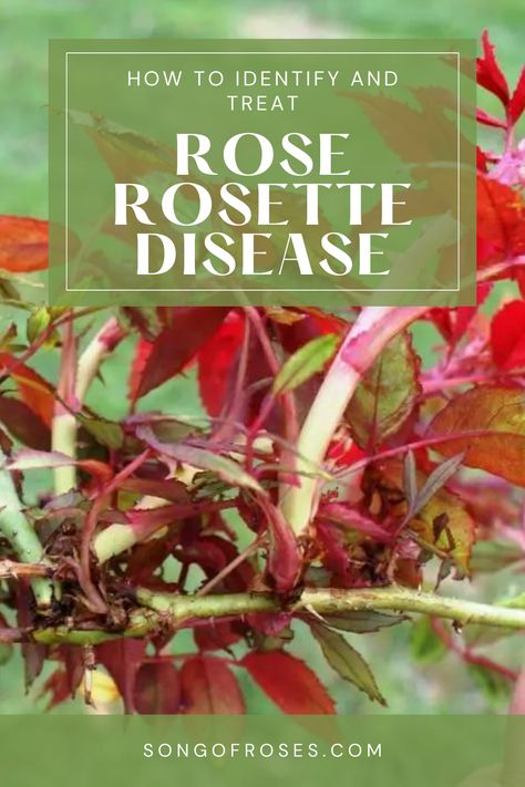 Rose Rosette Disease – How To Identify & Treat Rosette Disease, Rose Diseases, Rose Gardens, Spray Roses, Defense, Disease, The Beauty, Roses, Key