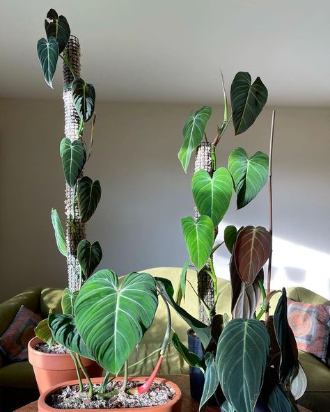 Philodendron Glorious Plant, Philo Melanochrysum, Velvet Philodendron, Benji Plant, Philodendron Gigas, Philodendron Glorious, Plants Wishlist, Philodendron Melanochrysum, Philodendron Gloriosum