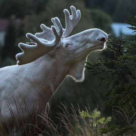 Albino Moose, Rare Albino Animals, Moose Pictures, White Moose, Wild Animals Photography, Bull Moose, Albino Animals, Kampot, Forest Creatures