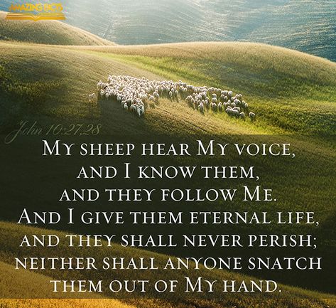 John 10:27-28 My Sheep Hear My Voice, John 10 27, John 10, Scripture Pictures, Good Shepherd, The Good Shepherd, Jesus Calling, Jesus Is Lord, Books Of The Bible