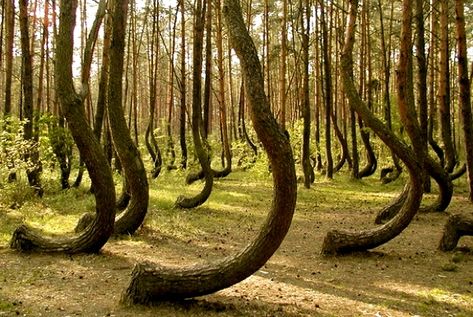 The Mystery of the Crooked Forest - https://www.thevintagenews.com/2015/09/14/the-mystery-of-the-crooked-forest/ Crooked Forest, Crazy Pictures, Crooked Tree, Tree Faces, Beautiful Places In The World, Pine Trees, Macedonia, Beautiful Tree, Travel Bucket