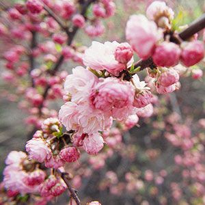 Flowering almond shrub - reliable, spring flowering, full sun Flowering Almond Tree, Prunus Triloba, Almond Plant, Flowering Almond, Pink Flowering Trees, Tree Blossom, Plant Encyclopedia, Tall Plant, Almond Tree