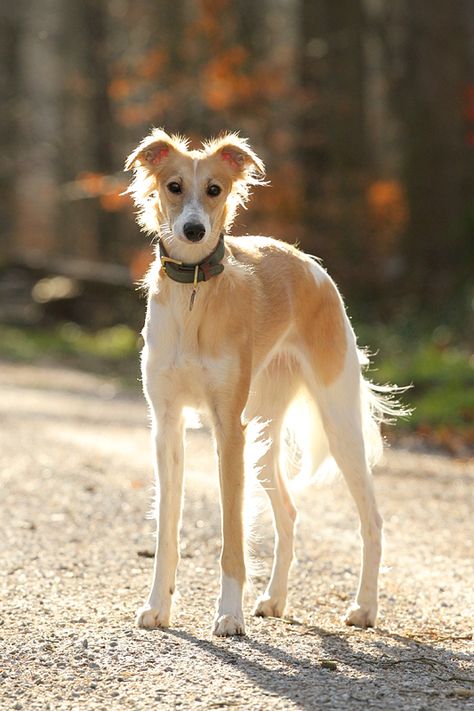 Long Haired Whippet, Saluki Dogs, Silken Windhound, Sharp Eyes, Rare Dogs, Whippet Dog, Group Of Dogs, Appaloosa, Hound Dog