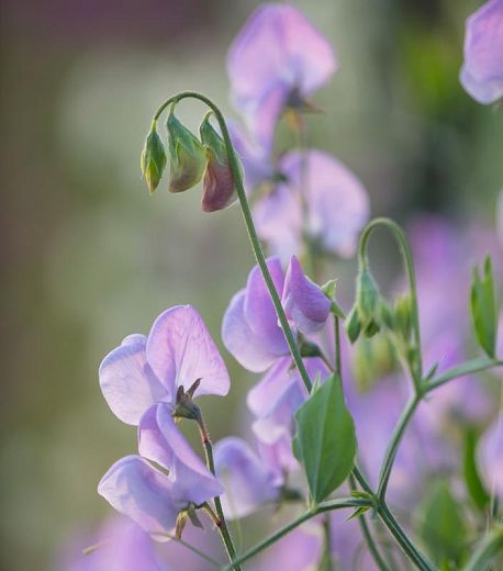 Sweet Pea Photography, Rich Perfume, Sweet Pea Flower, Deer Resistant Flowers, Lathyrus Odoratus, Hug Images, Sweet Pea Plant, Climber Plants, Flower Bunches