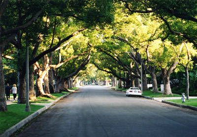 Tree lined street Tree Lined Street, City Ideas, Dream Future, Street Trees, Small Town Life, Awesome Nature, Beautiful Streets, Wildest Dreams, Design Principles