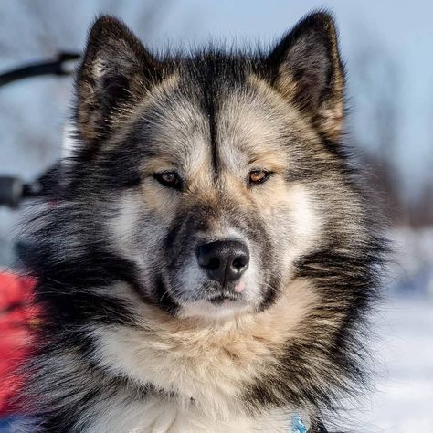 GREENLAND DOG, 21 months  By @adventure_dogs_north_sweden Canadian Inuit Dog, North Sweden, Cute Big Dogs, Dog Oc, Northern Inuit Dog, Greenland Dog, Spitz Breeds, Sled Dogs, Every Dog Breed