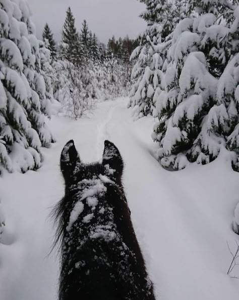 horse black Horse In Snow, Horse Snow, Horses In Snow, Western Winter, Horsey Life, Winter Horse, Equestrian Aesthetic, Christmas Horses, Horse Aesthetic