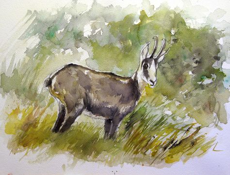 chamois standing in an autumn woods . watercolor sketch Chamois Drawing, Woods Watercolor, Paint Program, Autumn Woods, Wildlife Artists, Watercolour Art, Watercolor Sketch, Watercolor Animals, Tree Painting