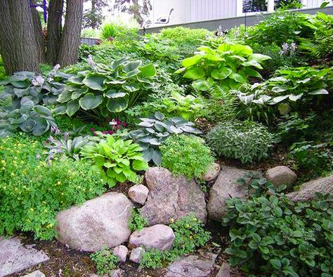 Shady slope: Hostas are a topnotch groundcover for shady areas. Plant them on a tough-to-mow hillside to create a lovely, carefree garden bed. If you have a steep slope that water runs down so quickly the soil can't absorb moisture, try breaking up the hill with rocks or other barriers. It will slow the flow of water. Minnesota Garden, Landscaping On A Hill, Hillside Garden, Hosta Gardens, Backyard Garden Landscape, Hillside Landscaping, Sloped Garden, Small Backyard Gardens, Shade Perennials