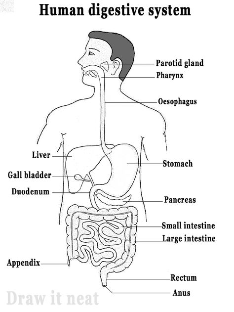 Step by step tutorials on drawing biology diagrams. Digestive System Parts, Digestive System Diagram, Digestive System Worksheet, Digestive System Anatomy, Human Respiratory System, Biology Diagrams, Science Diagrams, Heart Diagram, Sistem Pencernaan