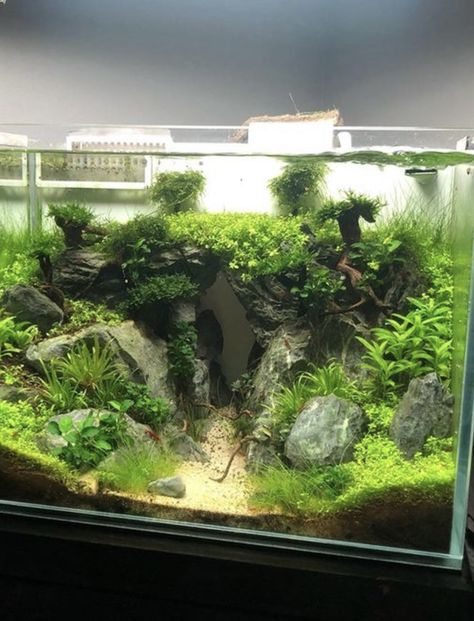 5 Gallon Aquascape, 55 Gallon Tank, Axolotl Tank, Fish Aquarium Decorations, Fish Tank Themes, Office Rooms, Aquarium Garden, Aquascape Design, Tropical Fish Aquarium