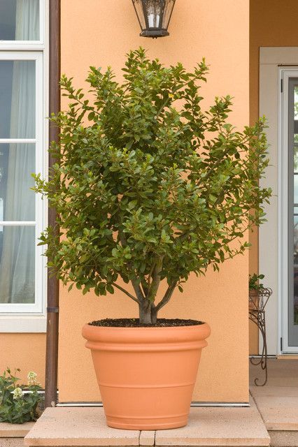 10 Top Trees to Grow in Containers Pots In Landscaping Front Yard, Mandarin Tree In Pot, Best Trees For Pots Outdoors, Indian Trees For Garden, Mini Olive Tree, Full Sun Pots Patio, Small Patio Trees, Potted Evergreen Trees, Evergreens In Pots