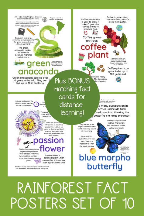 Rainforest Facts For Kids, Animal Habitat Project, Rainforest Facts, Rainforest Project, Habitat Project, Solar System Project, Habitats Projects, Rainforest Theme, Animal Habitat