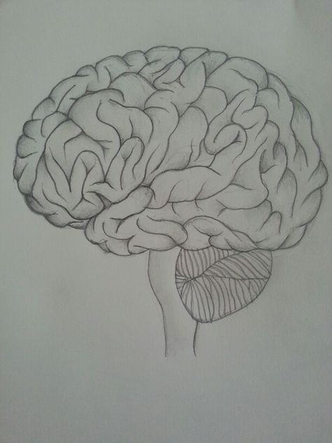 #art #brain #sketch #doodle #pencildrawing #anatomy #coursework Draw A Brain, Brain Sketch, Maths Project, Biology Diagrams, Leaving Cert, Brain Drawing, Brain Structure, Brain Anatomy, Biology Art