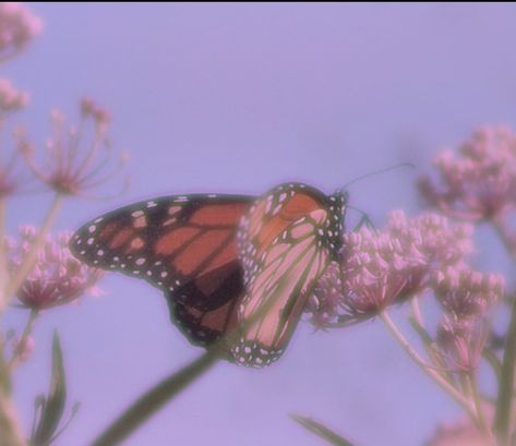 #Butterfly #flower #cottagecore #aesthetic #nature #edit #sparkle Butterfly Aesthetic Wallpaper, Butterfly Pfp, Ethereal Butterfly, Cottagecore Wallpaper, Butterfly Aesthetic, Pfp Aesthetic, Aesthetic Pfp, Butterfly Art, A Butterfly