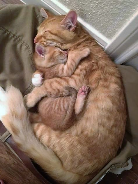 Cat Hug, Image Chat, Söt Katt, Cute Cat Gif, Cute Cats And Kittens, Cute Animal Pictures, Cute Kittens, Orange Cat