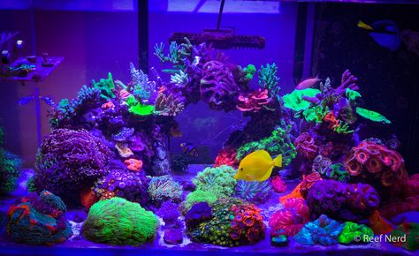 Let's see your 2019 Full Tank (FTS) Shots! | Page 20 | REEF2REEF Saltwater and Reef Aquarium Forum Purple Aquarium, Glofish Tank, Reef Tank Aquascaping, Coral Aquarium, Glow Fish, Fish Aquarium Decorations, Saltwater Aquariums, Fish Tank Themes, Cool Fish Tanks