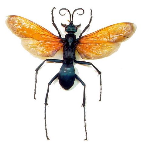 Tarantula hawk wasp Tarantula Hawk Tattoo, Tarantula Hawk Wasp, Insect Display, Wasp Insect, Tarantula Hawk, Twenty Dollar Bill, Hawk Tattoo, Skull Sketch, Visual Library