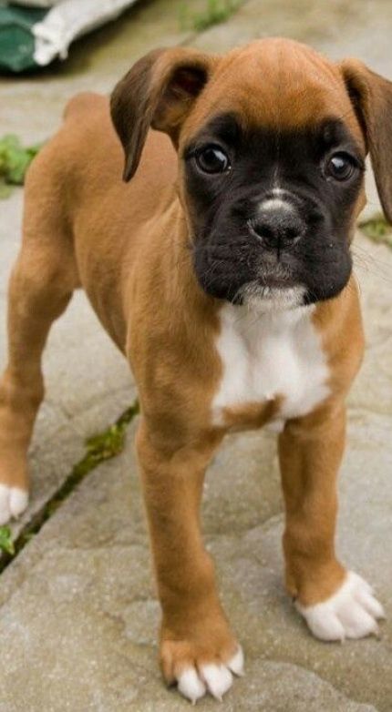 Baby Boxer Puppies, Boxer Mix Puppies, Cute Boxer Puppies, Boxers Dogs, Boxer Pup, Gods Art, Puppies Cute, Boxer And Baby, Cute Boxers