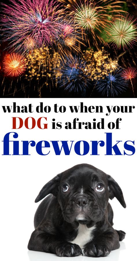 It's the worst when your poor dog is scared of fireworks. It can make the entire holiday very stressful and chaotic. As the wife of a Veterinarian, I can tell you - this is more common than you think, and also often has deadly or sad outcomes. Pets bolt or run away and get hit by cars, injured or even lost forever. Here are our top tips for helping to calm your pet during fireworks on the 4th of July. Dog Scared Of Fireworks, Dogs And Fireworks, Meds For Dogs, Lost Forever, Oils For Dogs, Poor Dog, Calm Dogs, Dog Safety, Dog Help