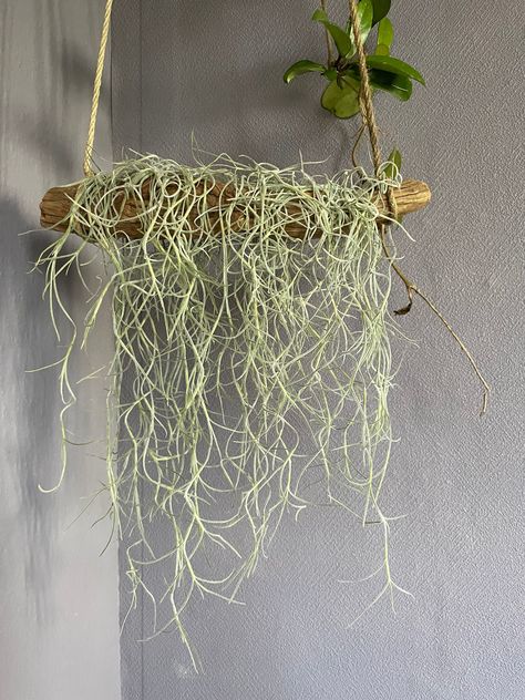 Spanish Moss Decor Ideas, Spanish Moss Decor, Moss Decor Ideas, Tillandsia Usneoides, Moss Decor, Wood Branch, Spanish Moss, Sea Urchin, Patio Designs