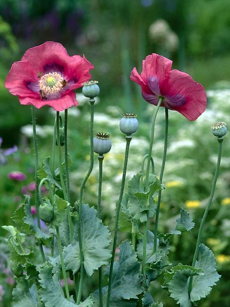 Poppies Tattoo, Garden Aesthetic, Wildflower Garden, Annual Flowers, Hardy Plants, Ideas Garden, Flower Farm, Exotic Flowers, Medicinal Plants