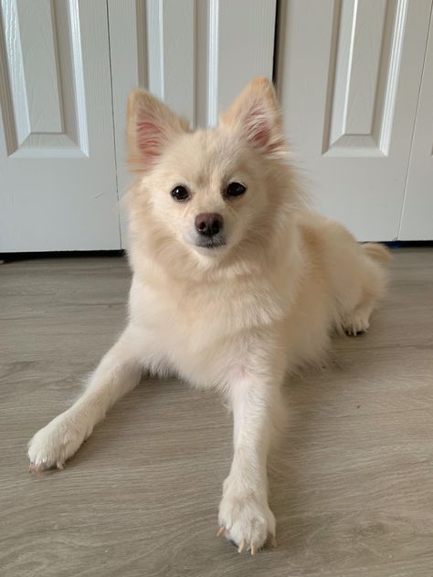 cream pomeranian Blonde Pomeranian, Fox Pomeranian, Fox Face Pomeranian, Cream Pomeranian, Pomchi Dogs, Fox Face, Bear Face, Husky, Fox