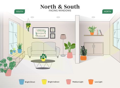 Plant Light Guide, Plant Placement In Home, Plant Placement, Dog Safe Plants, Plants Guide, Plant Nanny, Plant Illustrations, Plants Care, Plant Magic