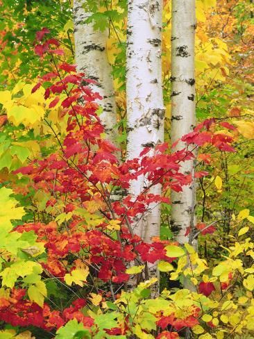 size: 24x18in Photographic Print: USA, New York, Adirondack Park, Autumn Colors of Birch and Maple Trees by Jaynes Gallery : Aspen Trees Photography, Maple Tree Tattoos, Birch Trees Landscaping, Adirondack Park, Usa New York, Maple Trees, Fused Glass Artwork, Artistic Pictures, Scenic Photos