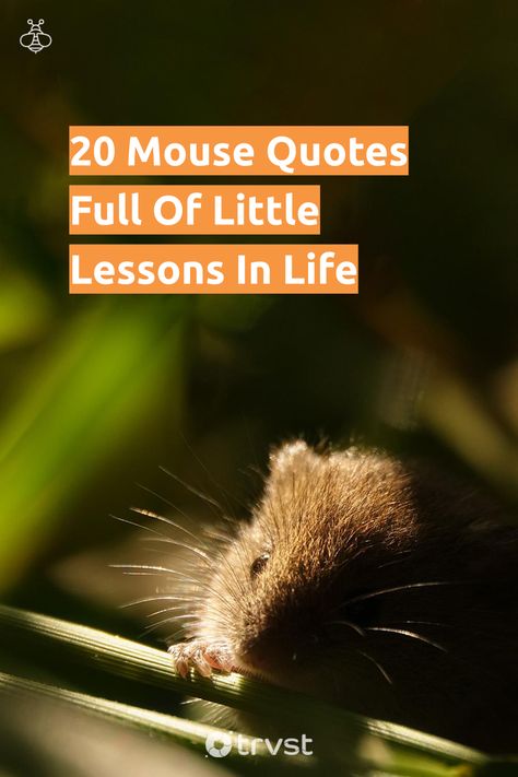 Get whisker-deep into the wisdom of the mouse world with our thoughtfully compiled mouse quotes! 🐭✨ Unearth little life lessons about bravery, caution, and resourcefulness in every quote. Ready to invite small but mighty wisdom into your life? 🧀#MouseQuotes #LittleLessons #LifeWisdom #BraveryQuotes #Resourcefulness Mouse Quotes, Bravery Quotes, Leo Lionni, Funny Mouse, Literary Devices, Delicate Features, Terry Pratchett, Garden Journal, Insightful Quotes