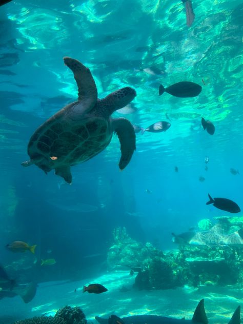 Peter Walks On Water, Ocean Life Photography, Aquarium Aesthetic, Ocean Room Decor, Turtle Aquarium, Aquarium Pictures, Aesthetic Tropical, Tropical Aesthetic, Under The Water