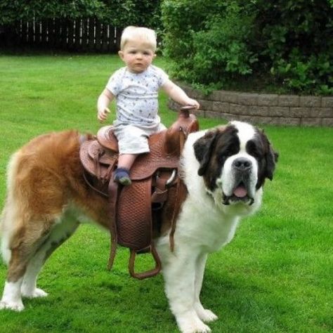 Baby riding on the back of a St Bernard Dog, but thinks he's riding a horse Gentle Giant Dogs, Regnul Animal, Bernard Dog, Giant Dogs, Pet Day, Dogs And Kids, Cane Corso, Kids Store, The Animals