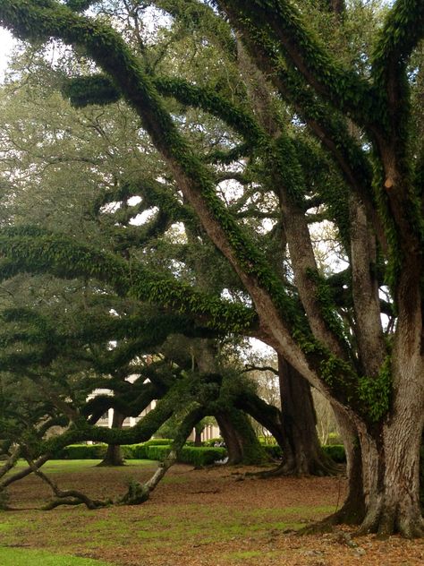 Big Tree Aesthetic, Tree Aesthetic, Antebellum Homes, Live Oak Trees, New O, Big Easy, Big Tree, New Orleans Louisiana, Mississippi River