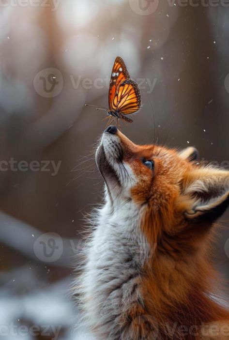 Cute Fox Photography, Fox Side Profile, Fox Drawing Reference, Fox With Butterfly, Fox Nose, Butterfly On Nose, Animal In Nature, Fox And Butterfly, Fox Butterfly