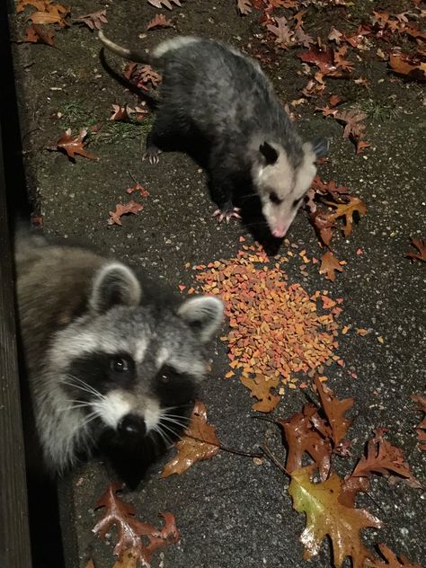 Hand Feeding Raccoons and Possums!  #AnimalWhisperer Raccoon And Opposum, Raccoons Holding Hands, Raccoon And Possum Matching Pfp, Racoon And Possum, Possum And Raccoon, Opossum And Raccoon, Neon Core, Raccoon And Possum, Raccoon And Opossum