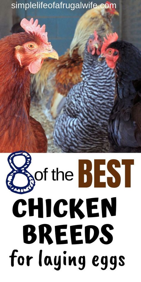 Want to own chickens but not sure where to start? Find out the best breeds for laying eggs. Meat Chickens Breeds, Chicken Breeds For Eggs, Best Chicken Breeds, Australorp Chicken, Chickens Breeds, Raising Meat Chickens, Chickens Backyard Breeds, Raising Chickens For Eggs, Laying Chickens Breeds