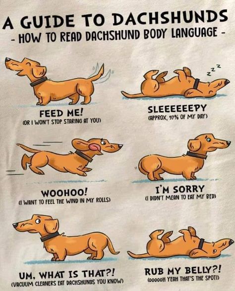 Smartest Dog Breeds, Dachshund Breed, Puppy Mom, Secret Language, Dachshund Art, Weiners, Funny Dachshund, Weenie Dogs, Fun Toys