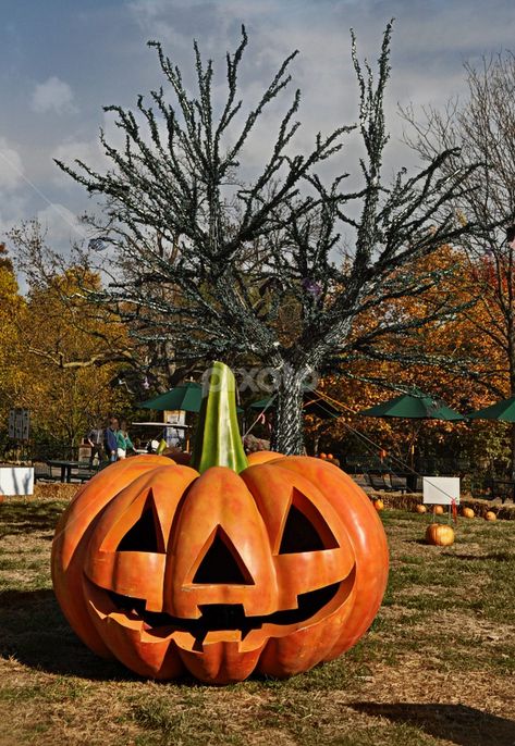 Giant Pumpkin - Halloween | Halloween | Public Holidays | Pixoto Giant Jack O Lantern, Pumpkins Hanging From Trees, Large Pumpkin Decor, Diy Giant Pumpkin, Huge Pumpkin, Inktober Inspiration, Pumpkin Carve, Pumpkin Patch Farm, Inflatable Pumpkin