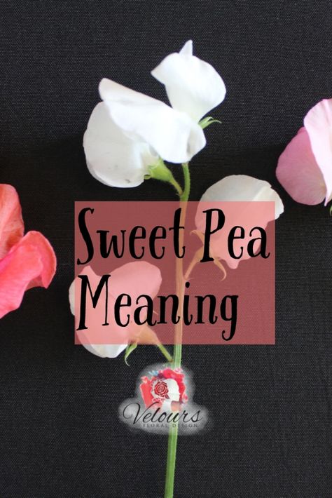 Sweet Pea Wrist Tattoo, Sweet Pea Tattoo Traditional, Sweet Pea And Daisy Bouquet, Sweet Pea Pod Tattoo, Sweet Pea Flower Meaning, Tiny Sweet Pea Tattoo, Sweet Pea Tattoo Behind Ear, Sweetpea Tattoos, Small Sweet Pea Tattoo