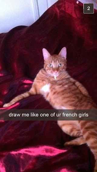 27 Snapchats From Your Cat Funniest Snapchats, Silly Animals, Funny Cat Pictures, Funny Pins, Crazy Cat Lady, Animal Memes, Bones Funny, Crazy Cats, Funny Photos