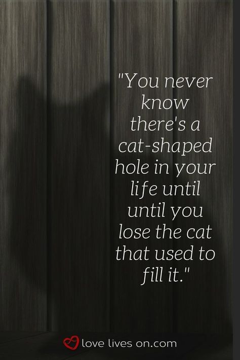 My Cat Died, Miss My Cat, Kitty Tips, Cat Died, I Miss My Cat, Cat Love Quotes, Cats Quotes, Cat Loss, Pet Remembrance