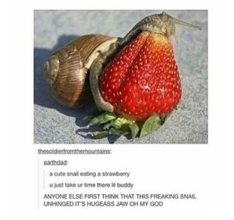 Snail Eating, Pet Snails, Cute Snail, Silly Animals, Oh My God, Croquettes, My God, Cute Little Animals, Animal Memes