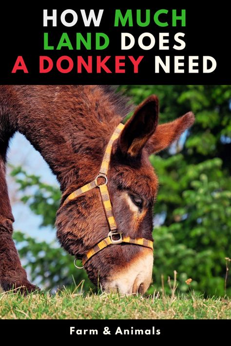 Caring For Donkeys, How To Care For Donkeys, Owning A Donkey, Donkey Stall Ideas, Miniature Donkey Care, Donkey Care Tips, Donkey Shelter Ideas, Donkey Pen Ideas, Donkey Toys Diy