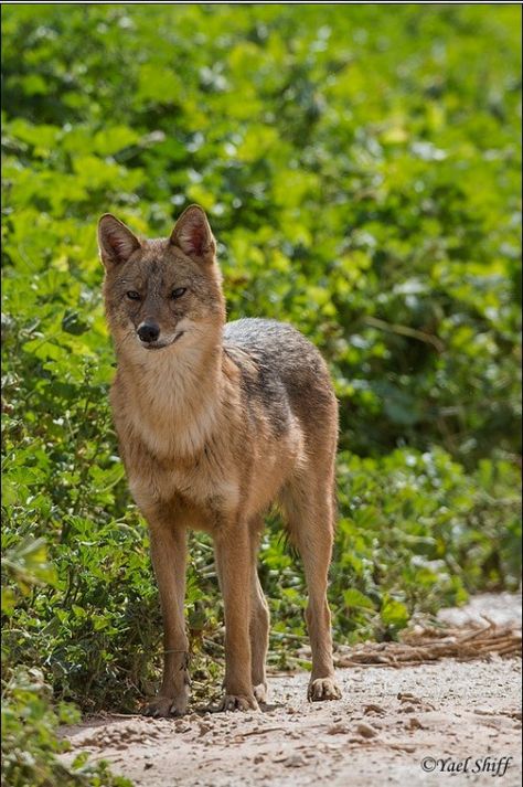 Golden Jackal Brown Wolf Dog, Golden Jackal, Savage Animals, Swift Fox, Golden Wolf, Bat Eared Fox, Coyote Dog Hybrid, Dog Corner, African Wild Dog Running