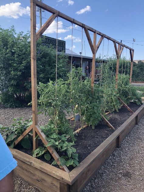 Tomato trellises at magnolia silos in Waco Texas. Verticle Garden Tomatoes, Wooden Tomato Cages, Vertical Tomato Trellis, Tomato Raised Garden Bed, Tomato Support Ideas Raised Beds, Raised Bed Tomatoes, Climbing Tomatoes, Raised Tomato Beds, Tomato Garden Ideas