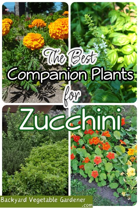 Descubre las plantas perfectas para mantener tu calabacín feliz y saludable en tu jardín. 🌼 #ConsejosParaJardineros #PlantasCompañeras  https://dianfarmer.com/zucchini-companion-plants/ #veggiegarden #gardenlife #gardeningismytherapy #lovegardening #containergardening #gardentips #gardensofinstagram #pottedgarden #nature #growyourown #ediblegarden #growyourownfood #kitchengarden #organicgardening #harvest #vegetables Best Companion Plants, Growing Zucchini, Zucchini Plants, Zucchini Flowers, Cucumber Beetles, Vegetable Garden For Beginners, Bush Beans, Homestead Gardens, Companion Plants