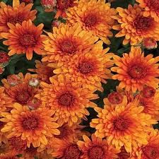 Fall Flowers in Texas | Best of Texas Landscapes Chrysanthemum Photography, Dianthus Flowers, Trees Garden, Short Plants, Texas Gardening, Border Plants, Central Texas, Spring Blooms, Flower Bud