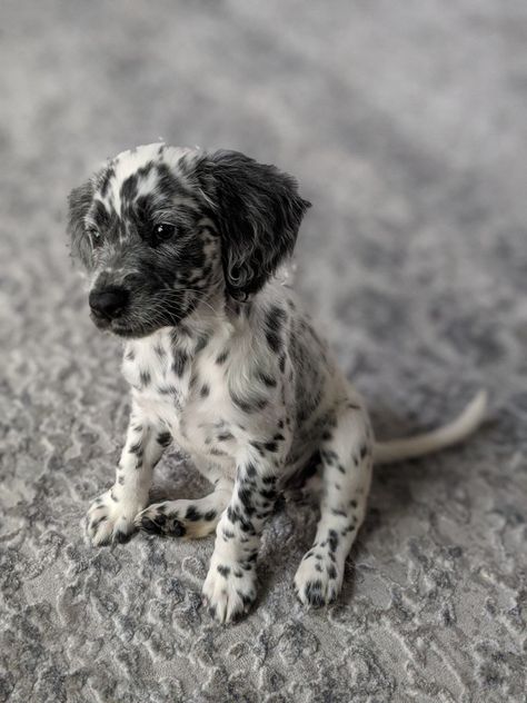 Dalmation Mix Breed, Long Coat Dalmatian Puppy, Long Coated Dalmatian, Fluffy Dalmatian Puppy, Long Haired Dalmatian Puppy, Long Coat Dalmatian, Fluffy Dalmatian, Long Haired Dalmatian, Every Dog Breed