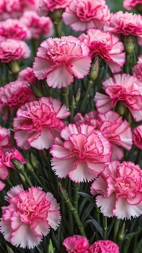 Carnation Flower Garden, Pink Carnation Flower, Carnation Plants, Buddha Tree, Flowers Photography Beautiful, Pretty Flowers Photography, Carnation Flowers, Christmas Photo Frame, Buddha Artwork