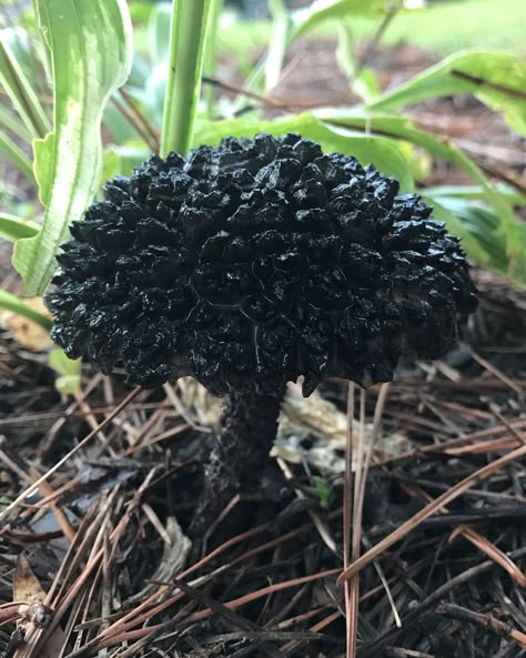 Mushroom Prop, Mushrooms In Nature, Mushroom Wizard, Mushroom Types, Earth Core, Nature Core, Mushroom Core, Clay Mushrooms, Black Plants